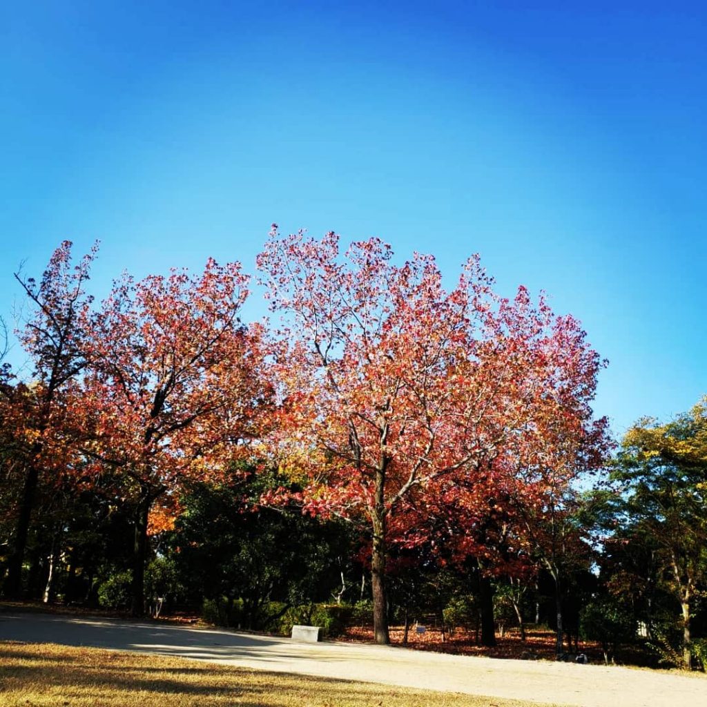 『　秋色　』芦屋周辺はすっかり秋色です